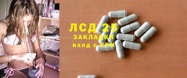 сатива Новозыбков
