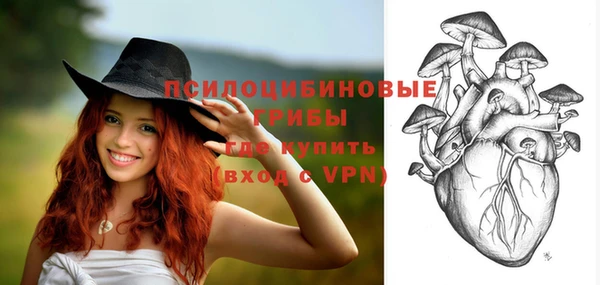 сатива Новозыбков