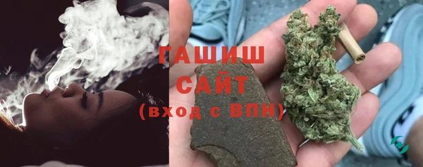 сатива Новозыбков