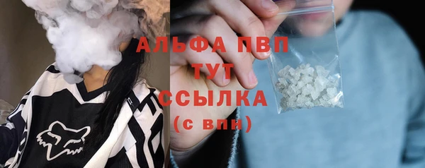 сатива Новозыбков