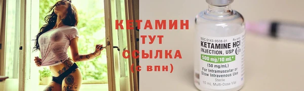 сатива Новозыбков