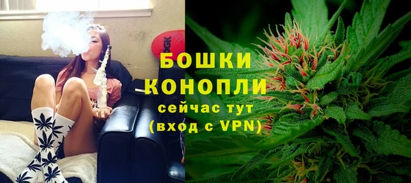 сатива Новозыбков